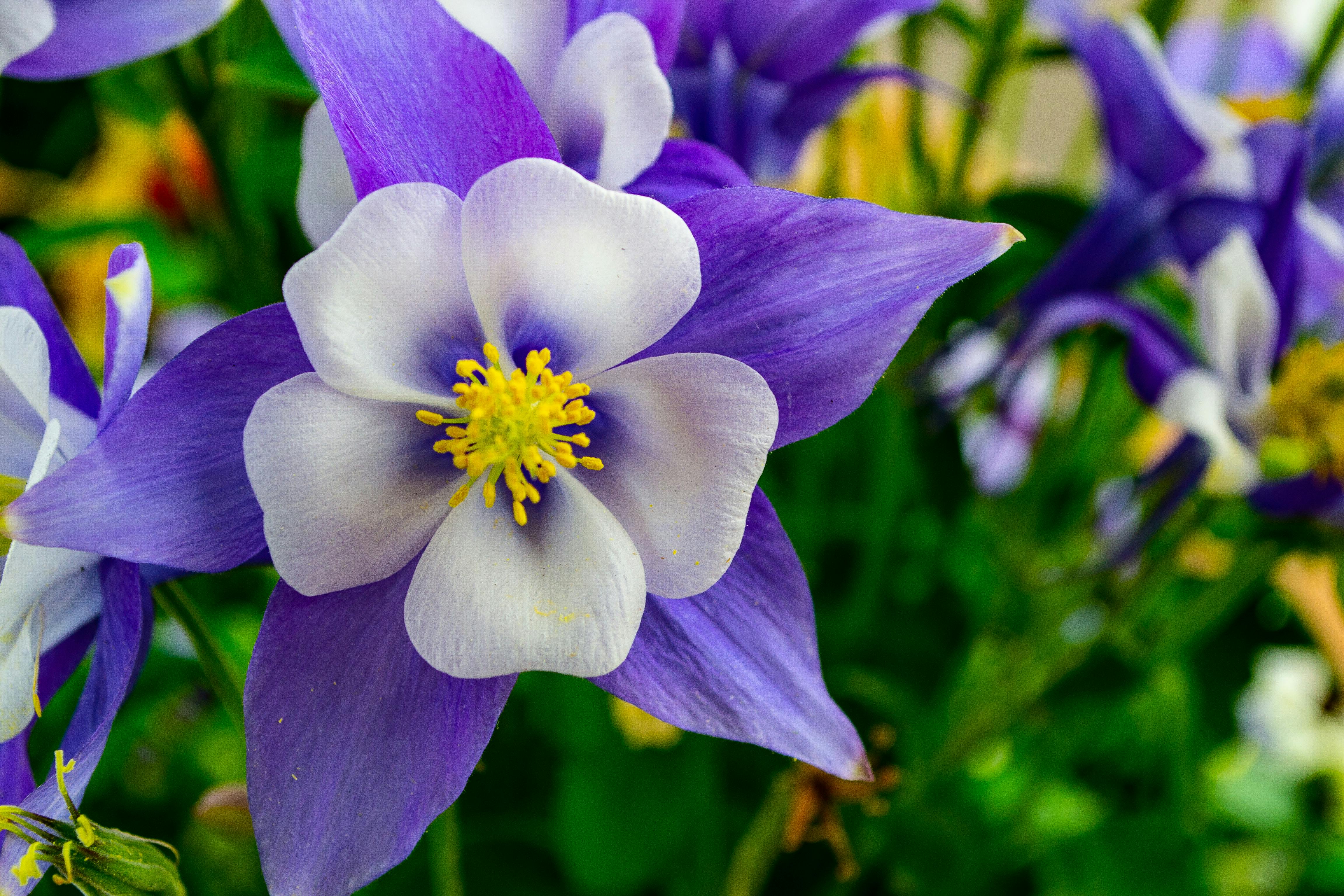 Close-up of Columbine flower